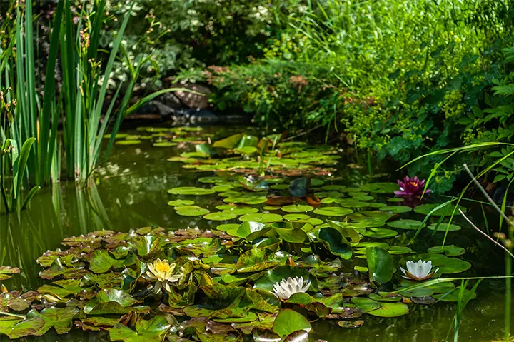 Variety of aquatic plants in a pond - pond management and care by Sorko Services in Central Florida