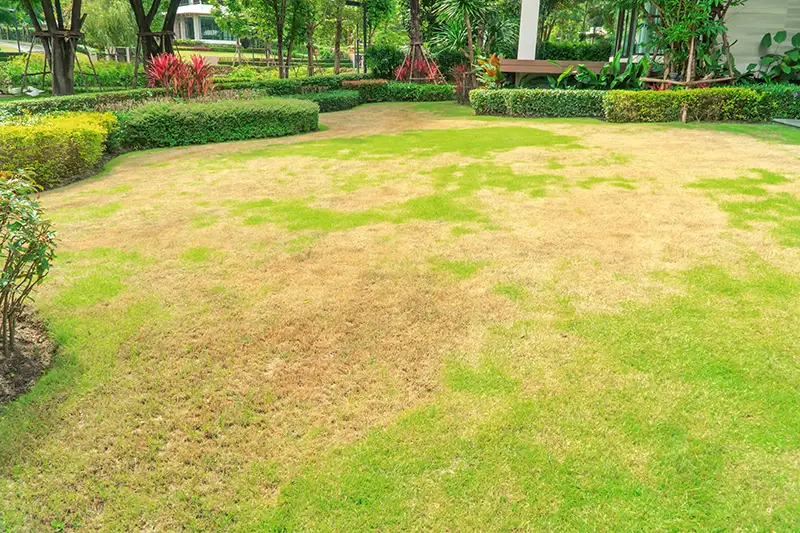 Visual example of lawn damage caused by frost, showcasing various forms. Discover more with Sorko Services.