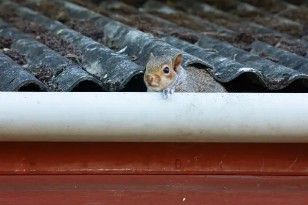 squirrel on roofline before Central Florida wildlife exclusion services